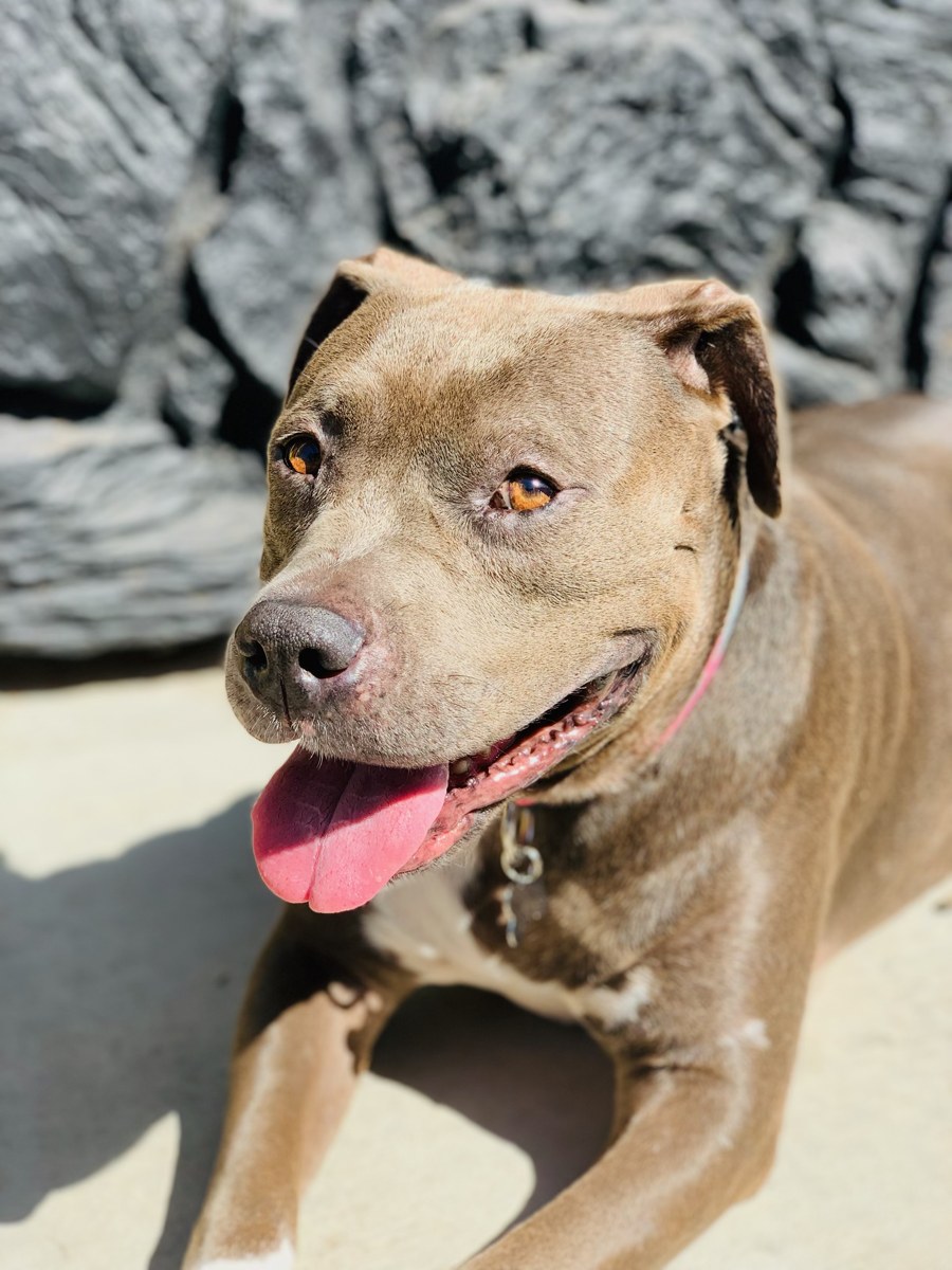 ChaCha, a brown dog with amber eyes and a pink collar, sitting in the sunshine.